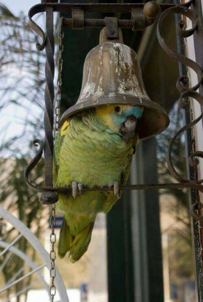 When tinfoil hats are no longer enough - A parrot, Bells, Hat, Headdress, Piastres, The photo