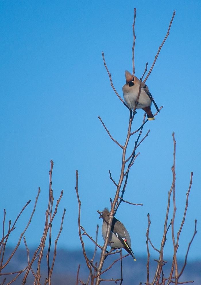 They sit high - My, The photo, Birds, Nature, Primorsky Krai, Nikon D40