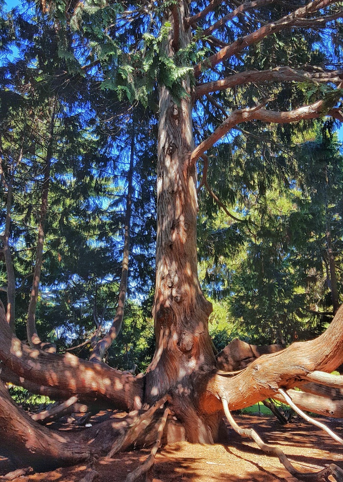 Дерево - мечта детства - Моё, Гифка, Дерево, Новая Зеландия, Длиннопост, Фотография, Крайстчерч