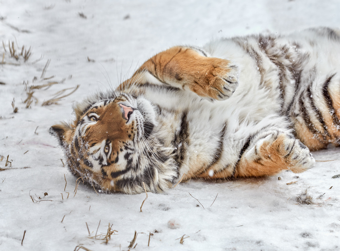 Амурская тигрица.