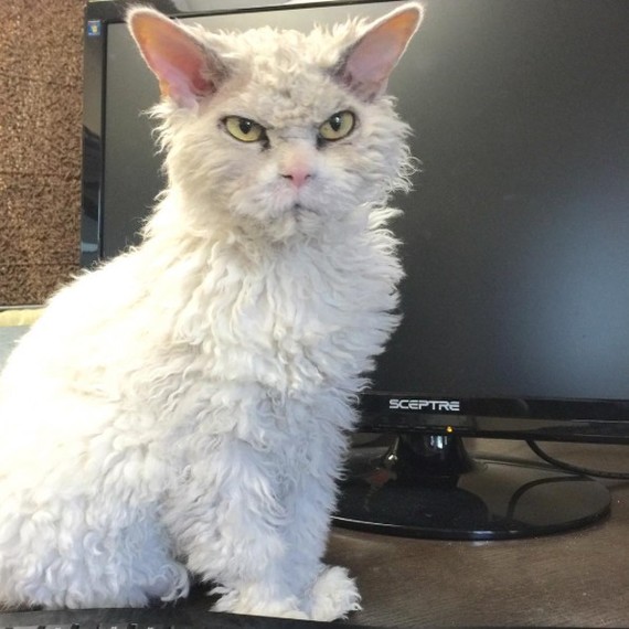 And again the severe cat Albert =) - cat, Selkirk rex, Longpost