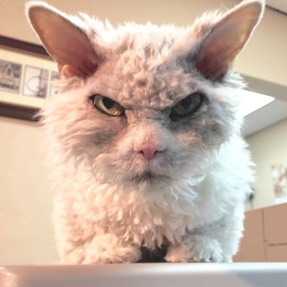 And again the severe cat Albert =) - cat, Selkirk rex, Longpost