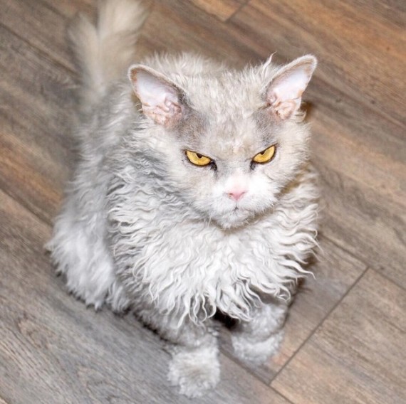 And again the severe cat Albert =) - cat, Selkirk rex, Longpost