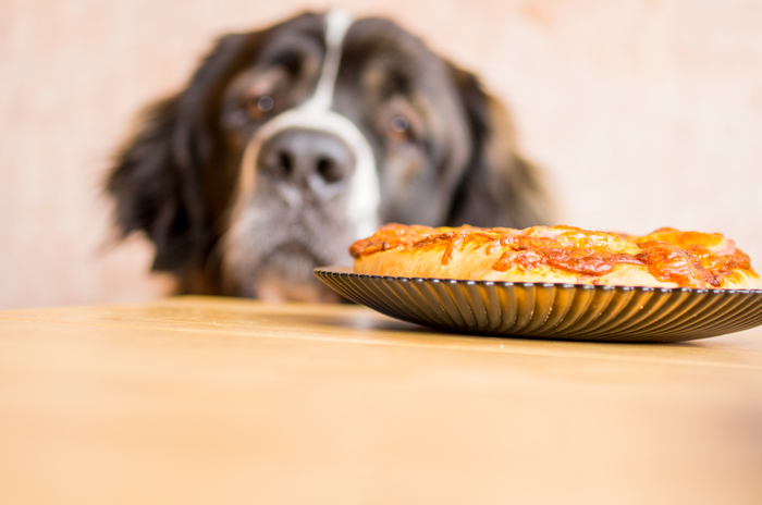 A heartbreaking sight - My, Dog, Moskovskaya storozhevaya, Pizza, Yearning