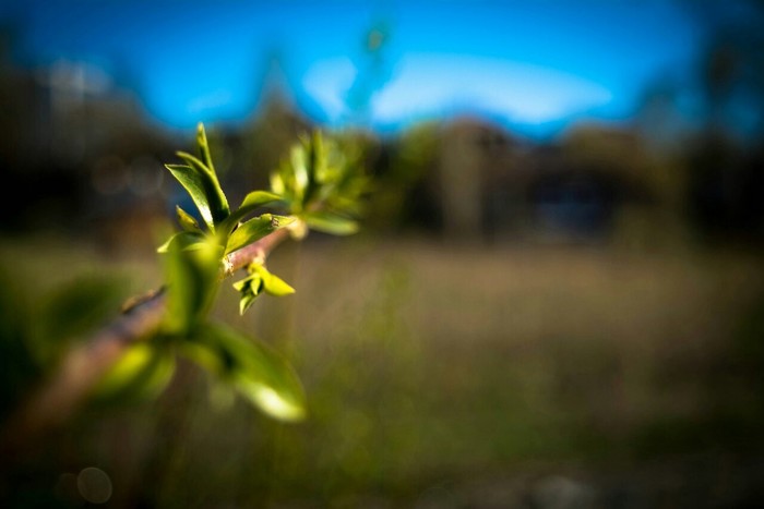 Macro shooting Nikon d5200 NIKKOR 18-55mm - My, Macro, Tomsk, Nikon d5200, 18-55 kit, Longpost, Macro photography