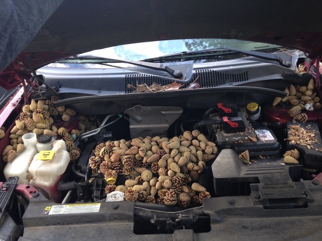 The squirrels decided to use the car as storage - Squirrel, Interesting, Animals, Car, ADME