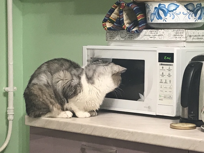 Внимательно следит за своей едой. - Моё, Кот, Фотография