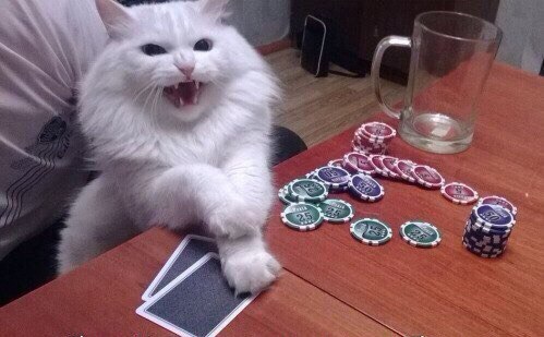 All-in - cat, Poker