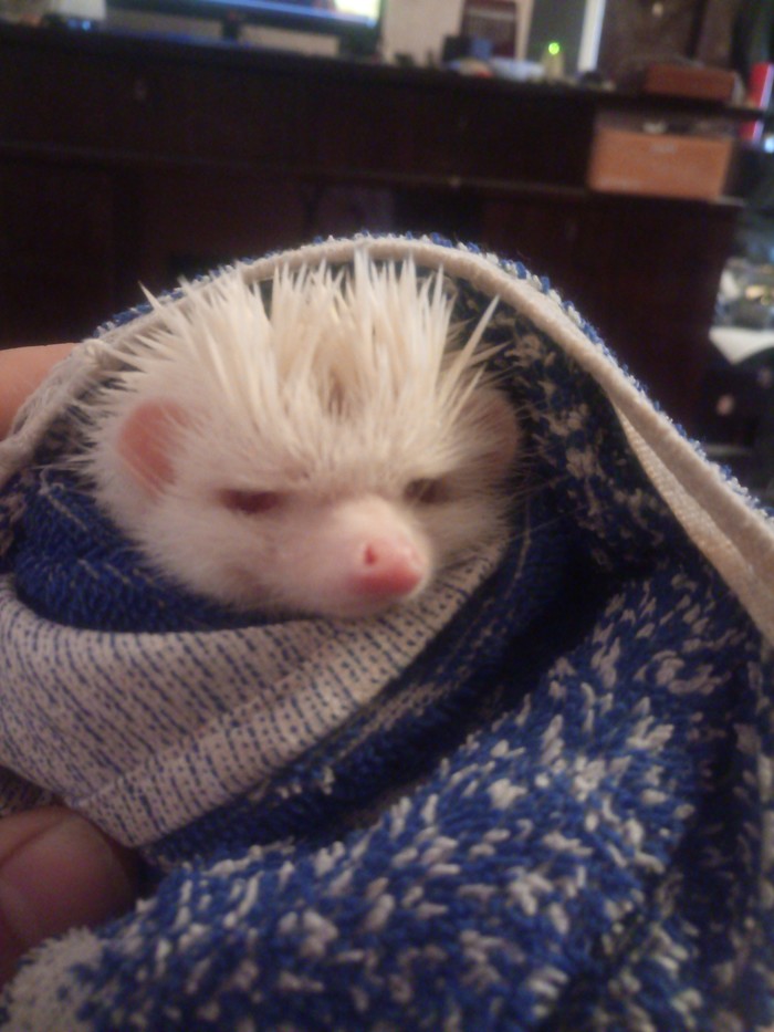 Hedgehog after bath. - Hedgehog, My, Longpost, Bath, Albino