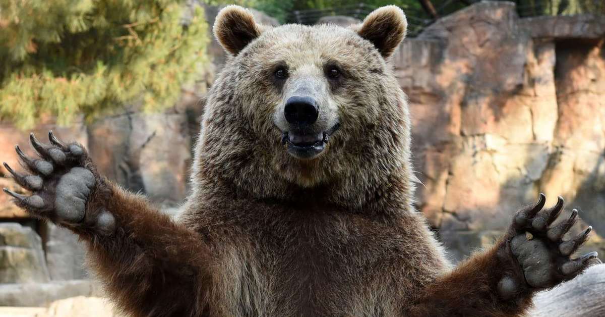 Разъяренный медведь фото