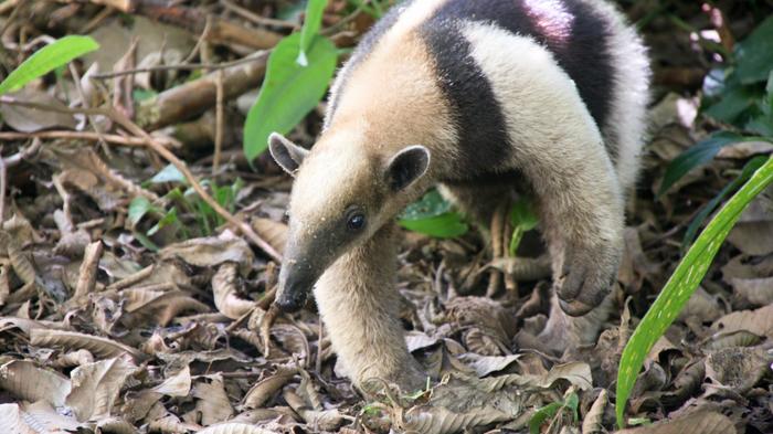 Домашние животные в разных странах Животные, Страны, Домашние животные, Фотография, Длиннопост