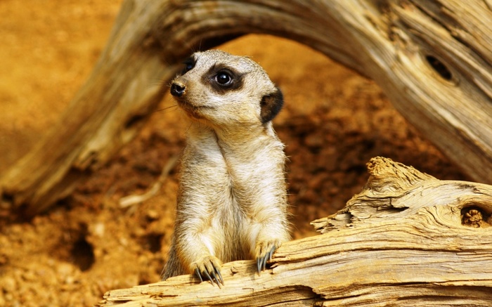 Домашние животные в разных странах Животные, Страны, Домашние животные, Фотография, Длиннопост