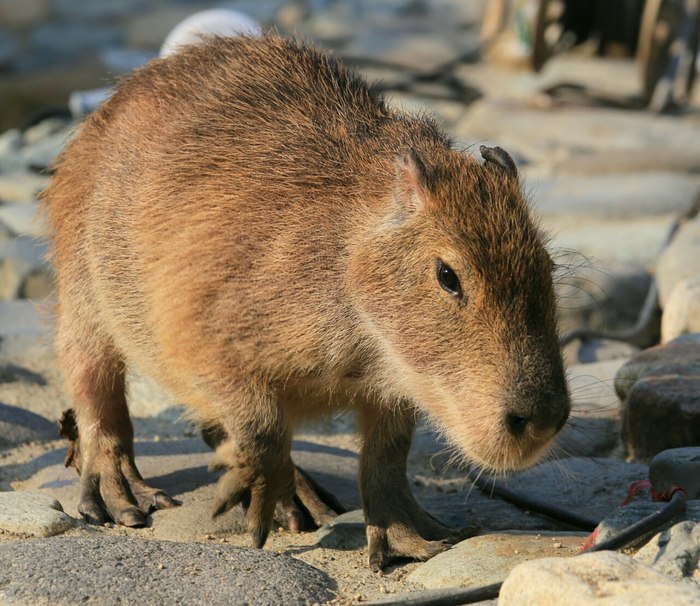 Домашние животные в разных странах Животные, Страны, Домашние животные, Фотография, Длиннопост
