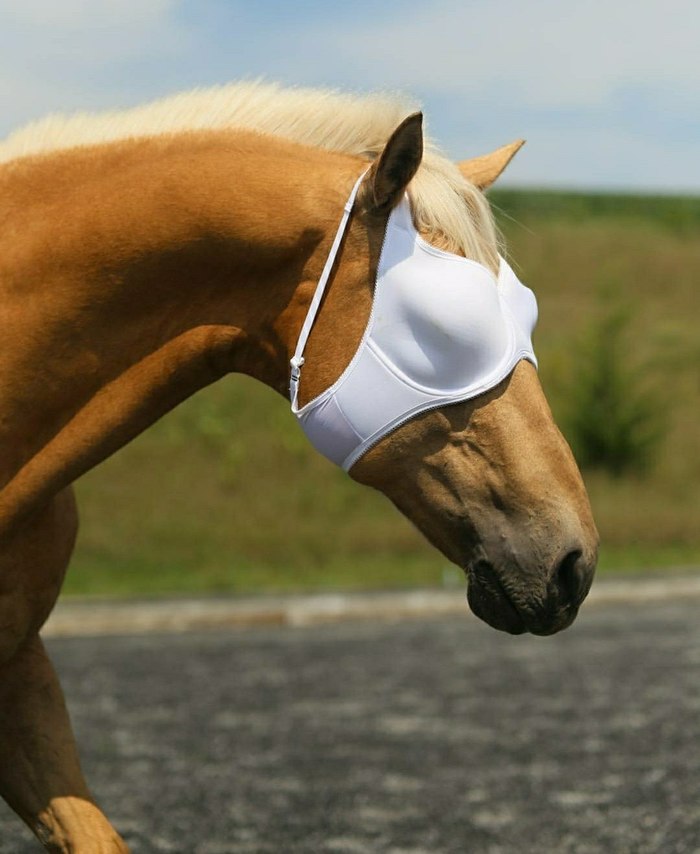 This city needs a new hero - Horses, Blinders, Bra, Mask