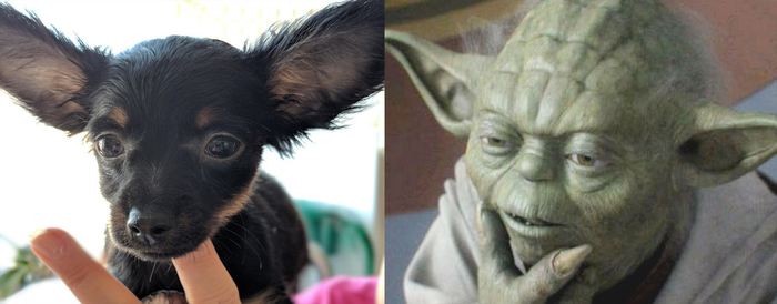 From one test - Dog, Ears, Yoda