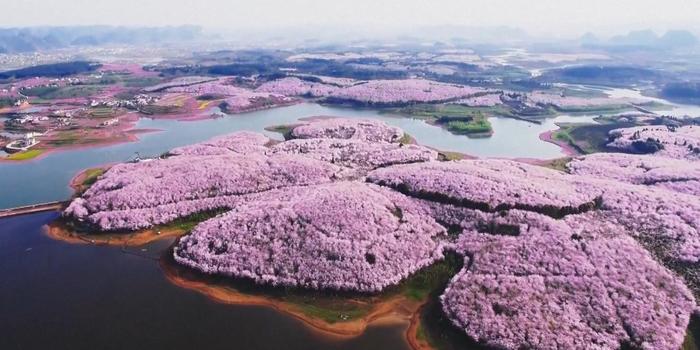 Цветение вишни в Китае Китай, Вишня, Цветение, Фотография