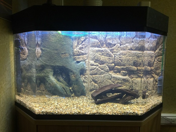 My first ''independent'' aquarium or a new one is a well-forgotten old one) - My, Aquarium, Aquarium, beauty, Pets' corner, Longpost