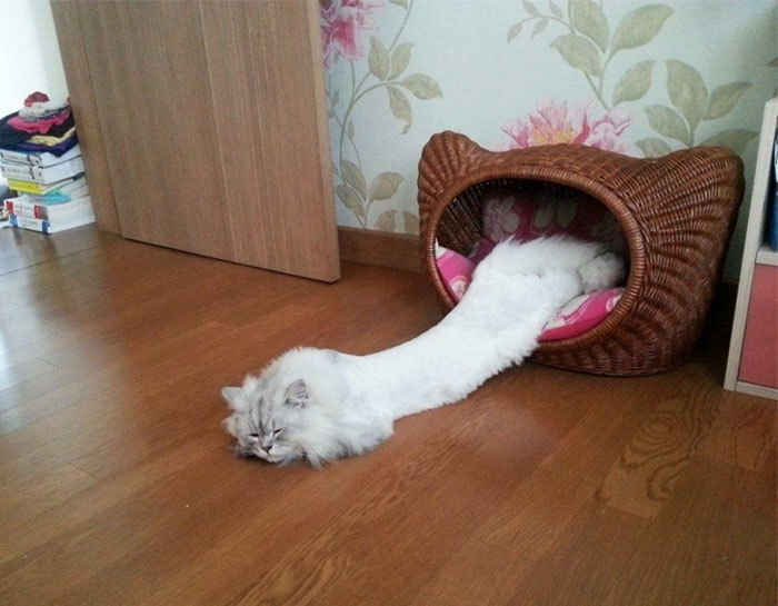 Longcat - cat, Liquid, The photo