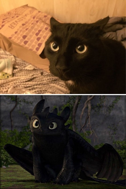 The cat and toothless cosplay - cat, Cosplay, The photo, The Dragon, Toothless, Longpost