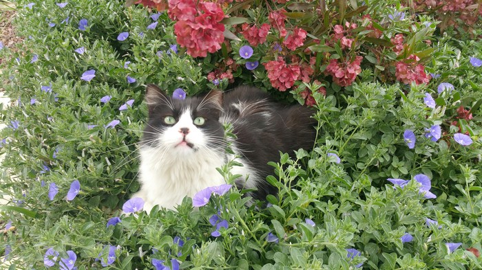 stillmord - My, , cat, Spring, Flowers, Catomafia