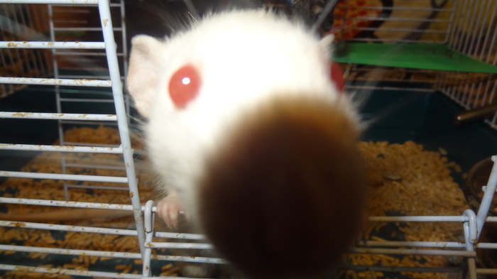 Sell/give rats - My, Animals, Rodents, Sale, I will give, Rat, Decorative rats, Longpost, Moscow