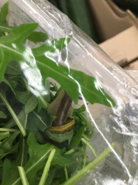 In Auchan, an environmentally friendly product is tested by a snail. The snail is included. - Snail, Auchan, Arugula, Products, The photo