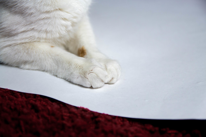 Texture - Paws, My, The photo, Catomafia, cat