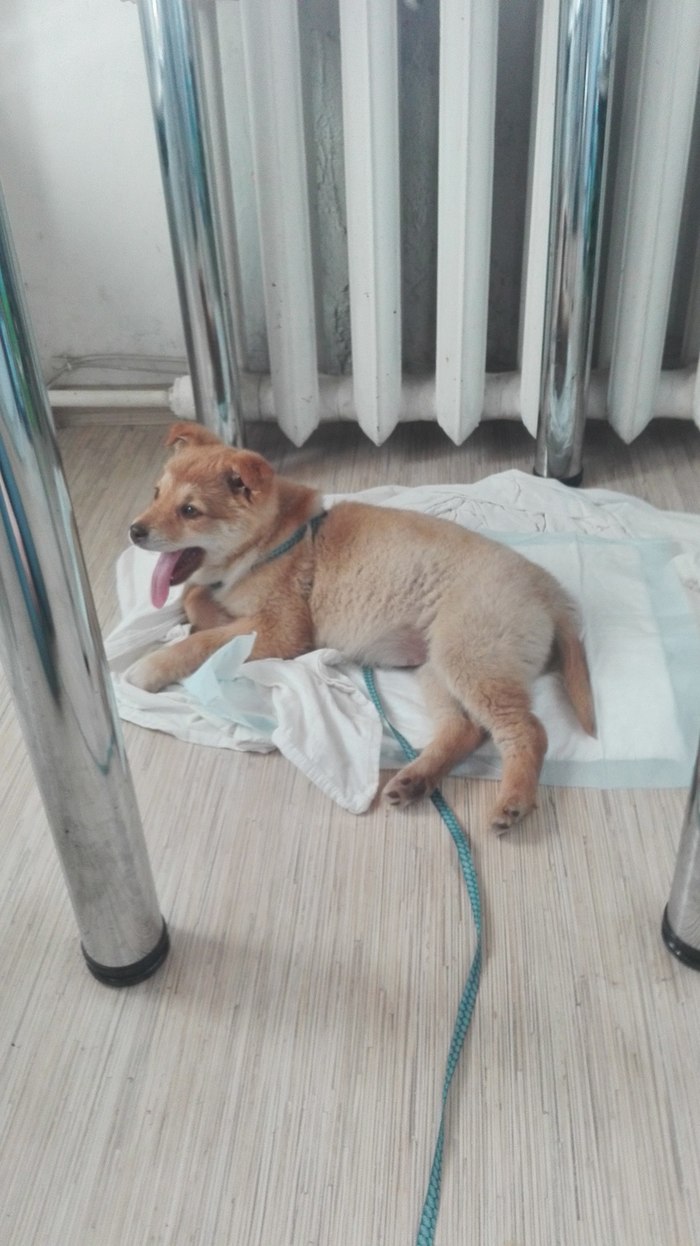 Good League of Orenburg, help! BABY IS LOOKING FOR A HOME - Orenburg, Orenburg region, , Dog, No rating, Help