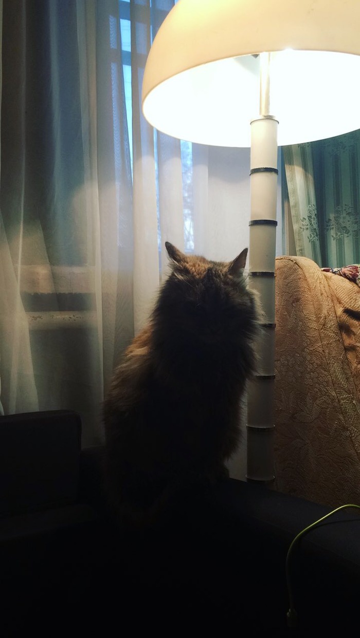 Foxy 2 - My, cat, Cat with lamp, , Foxy