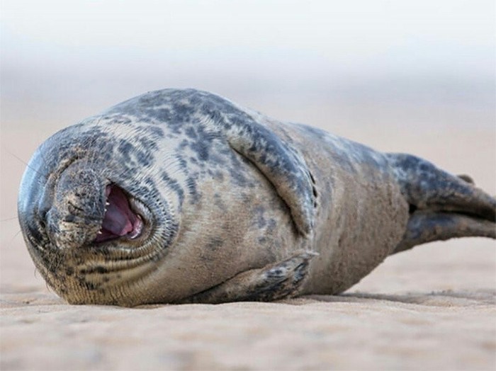 Seal version of the meme Is everything okay? :D - Everything is fine, My, Humor, Seal