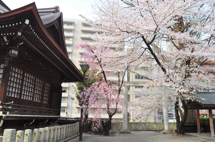 Why do cherry blossoms bloom in Japan? - Japan, Temple, Sakura, Spring