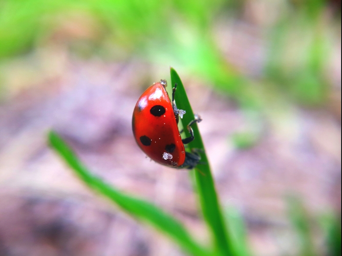 The Scarlet Flower - My, Macro, ladybug, Nature, The photo, Macro photography