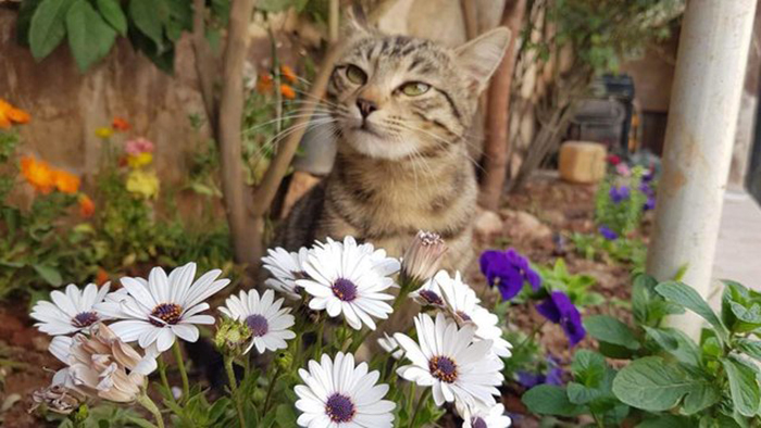 Mohammed Jalil is a man who takes care of animals in one of the most dangerous places on earth. - , cat, Shelter, Syria, , Pet, The photo, Longpost, Pets