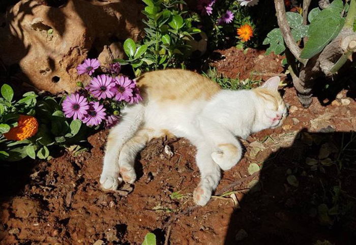 Mohammed Jalil is a man who takes care of animals in one of the most dangerous places on earth. - , cat, Shelter, Syria, , Pet, The photo, Longpost, Pets