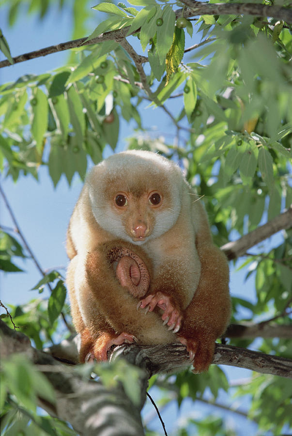 spotted couscous - Couscous, , Animals, Marsupials, Milota, Longpost