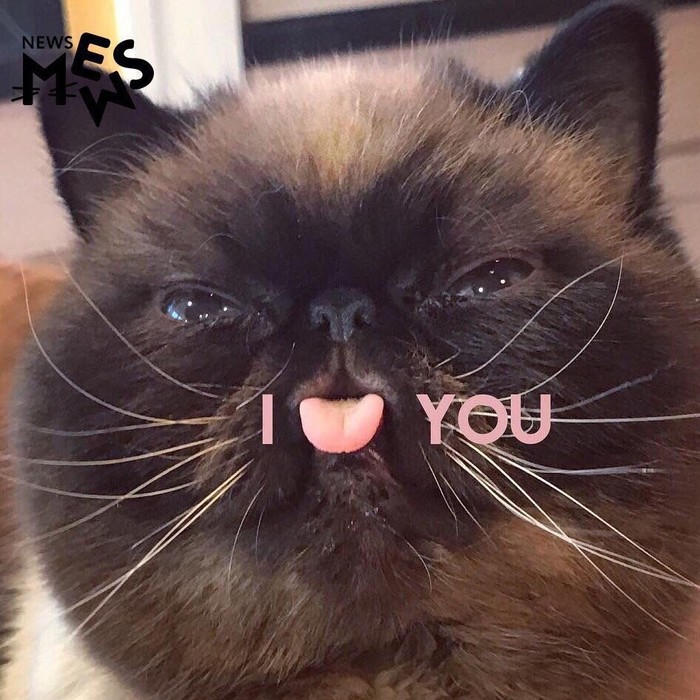 I love you - cat, From the network, Love