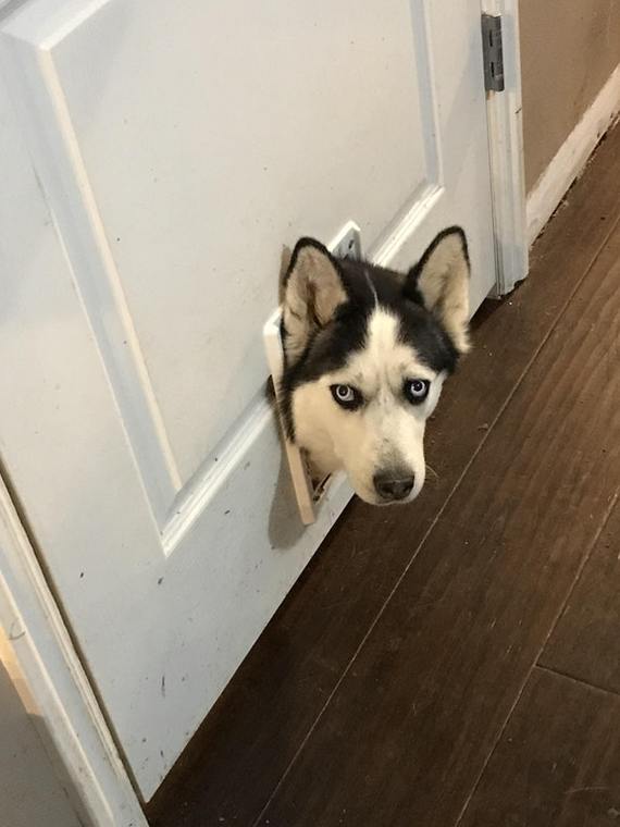 So she lets me know she wants to go upstairs - Dog, Animals, Pets, Milota, Husky, Reddit