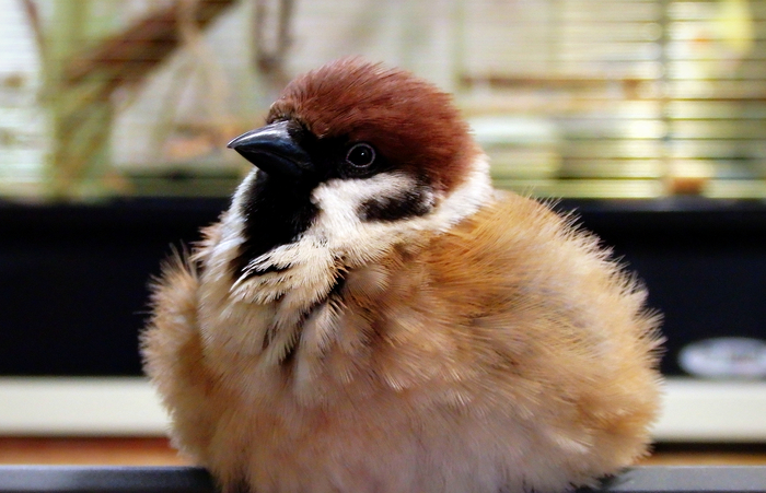 A very, very FLUFFY sparrow Tosha. Fluffy nowhere. - My, Birds, , , Sparrow Tosha, The photo, Sparrow