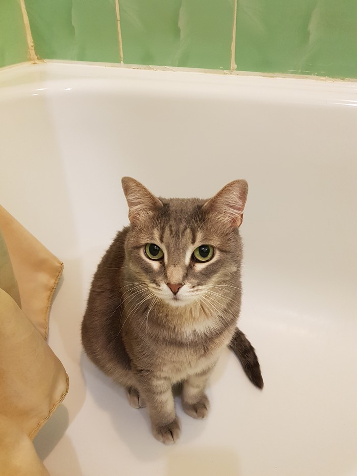 Киска в ванной