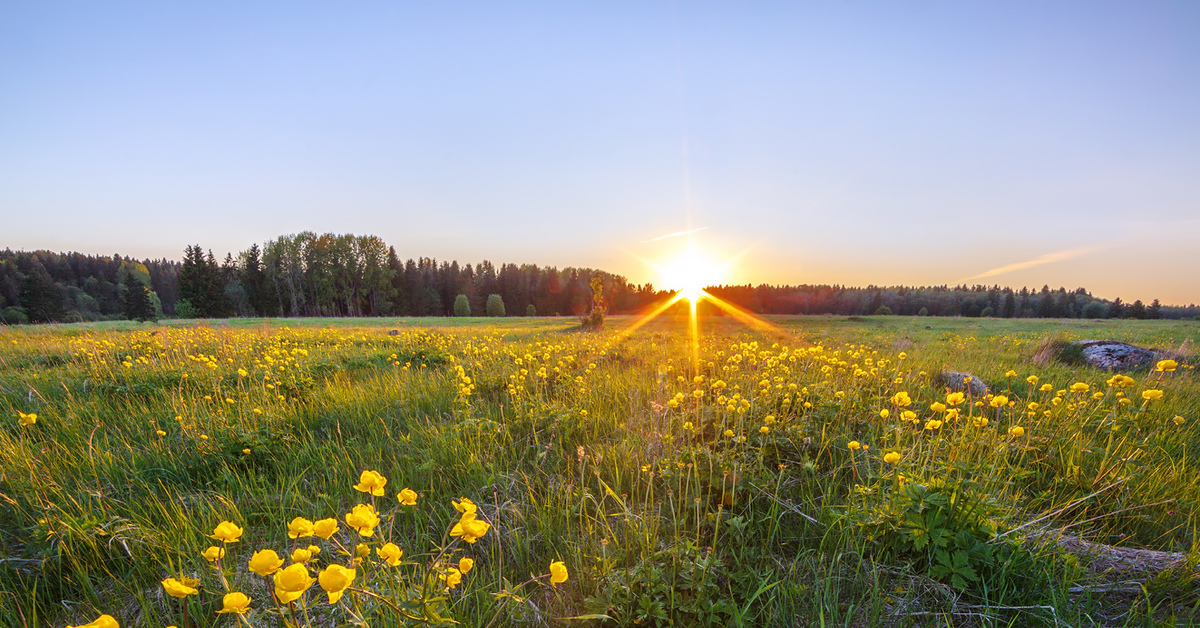 Ленинградская природа. Арсений Кашкаров фотограф. Купальница рассвет деревня. Природа Ленинградской области. Природа лето Ленинградская область.