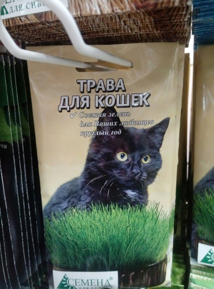 Grass for the cat - My, cat, Grass