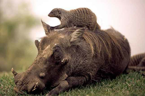 Unusual wild pigs 2. Warthog. - Pig, Warthog, Timon and Pumbaa, Meerkat, Longpost, The photo