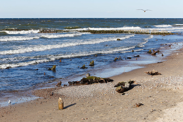 The roots of an ancient forest appeared from under the water in Zelenogradsk - Sea, Interesting, Nature, Beach, Longpost