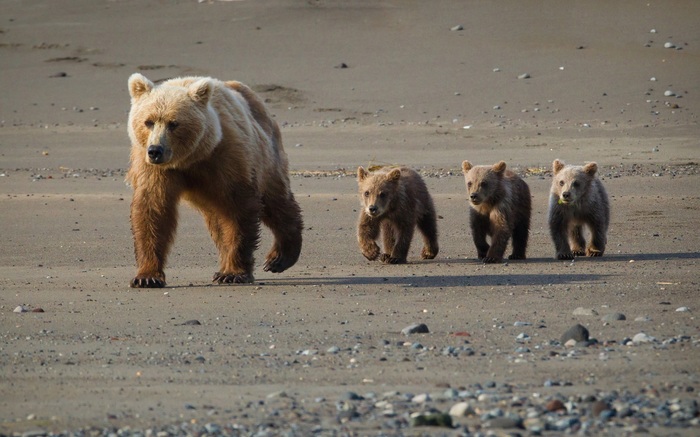      . The National Geographic, , , , 