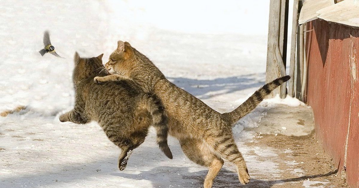 Лове кот. Мартовские коты. Ловлю кот. Мартовская кошка. Кот охотится.