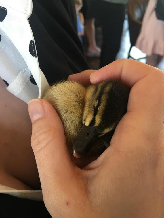 This baby fell asleep in my arms - Duck, Birds, Milota, Dream, The photo