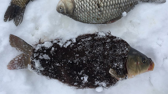 Tambov fisherman caught a hairy crucian - Russia, Fishing, Carp, Anomaly, Wool, Tambov, Tvzvezdaru, Longpost