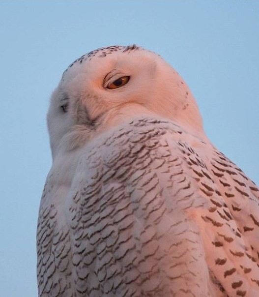 What are you looking at like that? - Owl, Birds, The photo, Polar owl, Sight