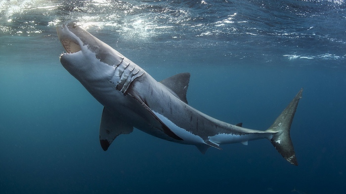 Yeah, dive in, let's see who the herring is here! - Shark, Water, Nature, A fish, The photo, Humor