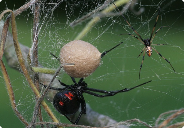 The unique flora and fauna of New Zealand - New Zealand, Nature, Animals, Flora, Fauna, Travels, Longpost, The photo